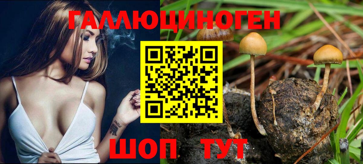 купить наркоту  Псилоцибиновые грибы MAGIC MUSHROOMS  Вход с VPN  Химки 